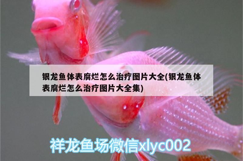 銀龍魚體表腐爛怎么治療圖片大全(銀龍魚體表腐爛怎么治療圖片大全集)