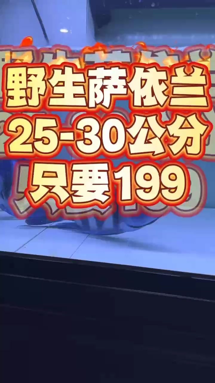 純野生薩依蘭25-29公分