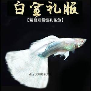 白金孔雀魚（白金孔雀魚的品系特點）