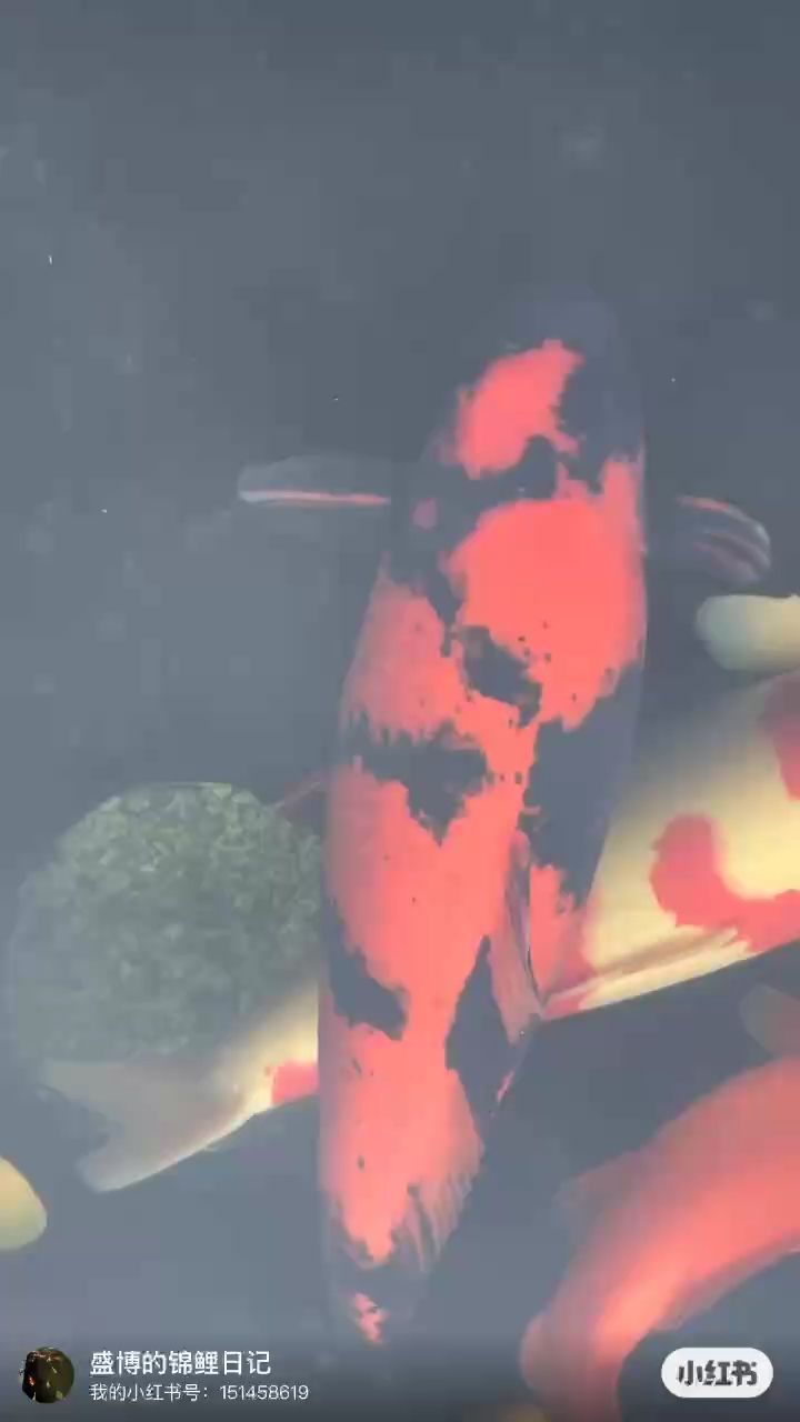 這些魚怎么樣