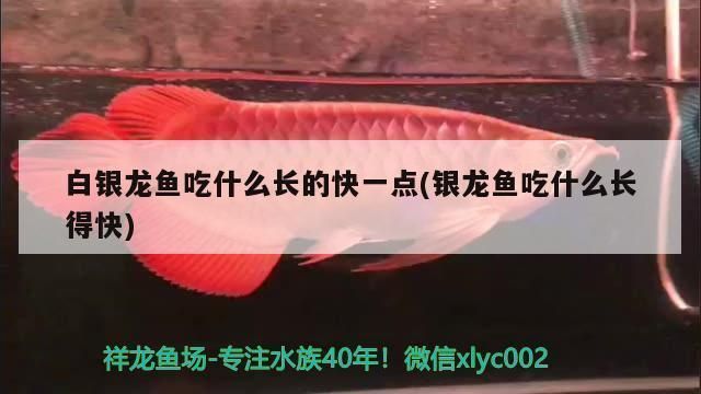 龍魚吃啥長的快vs祥龍魚場：祥龍魚場養(yǎng)殖技術(shù)，龍魚生長速度影響因素，如何挑選優(yōu)質(zhì)龍魚