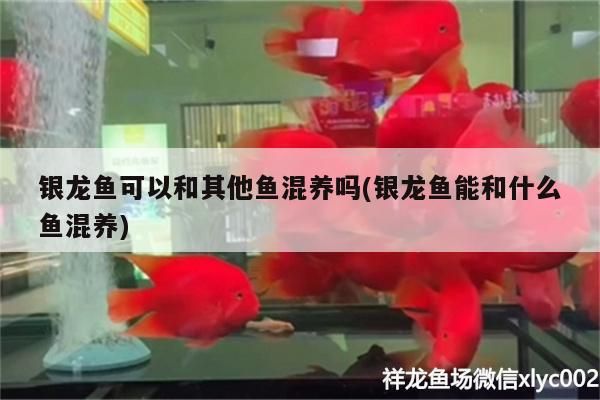 銀龍魚(yú)可以和其他魚(yú)混養(yǎng)嗎(銀龍魚(yú)能和什么魚(yú)混養(yǎng))