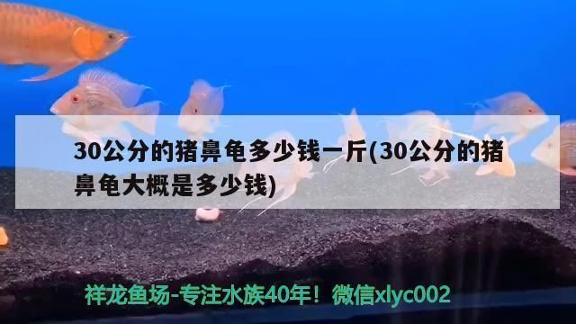 豬鼻龜30cm多少錢：30公分的豬鼻龜多少錢一斤