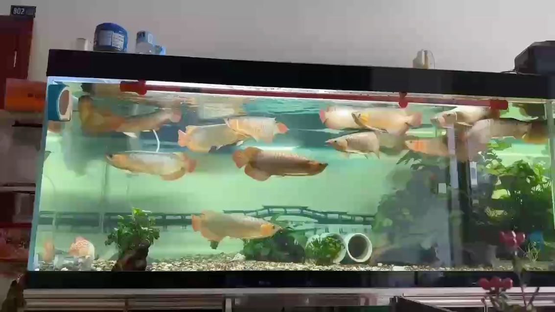 天天像餓鬼一樣