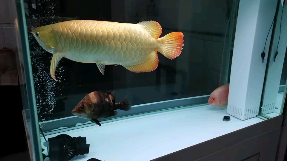 吉印龍魚燈怎么樣（ 吉印燈能潛水嗎）