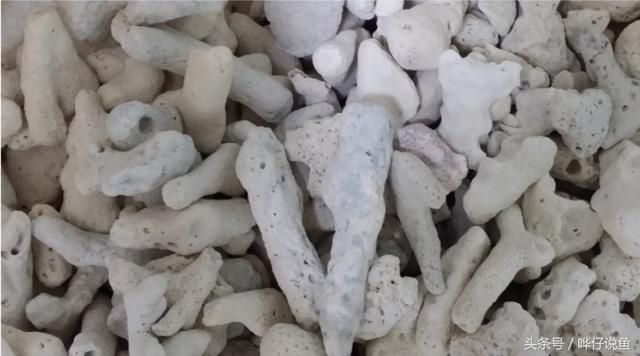 如何改善泰國虎魚水質(zhì)，如何改善泰國虎魚的水質(zhì)