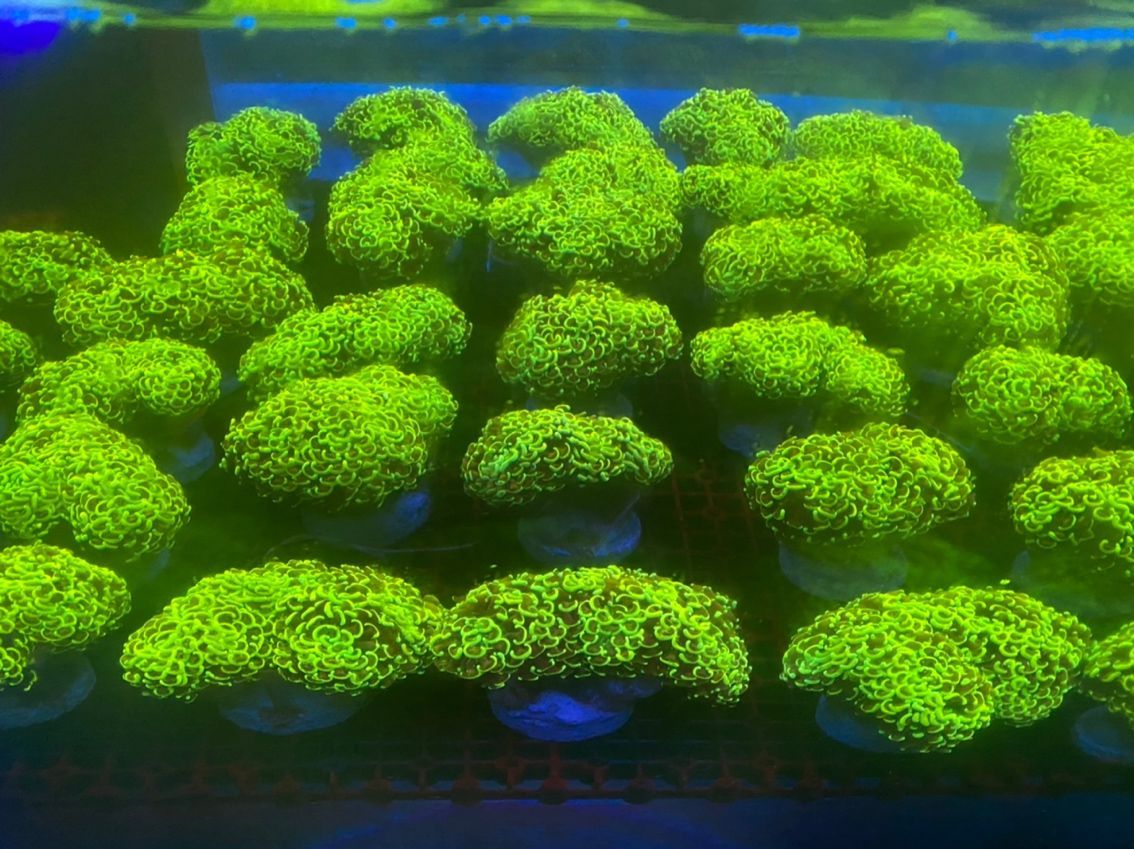 印尼LPS 龍魚論壇 第2張 印尼LPS 印尼LPS 龍魚論壇 第2張