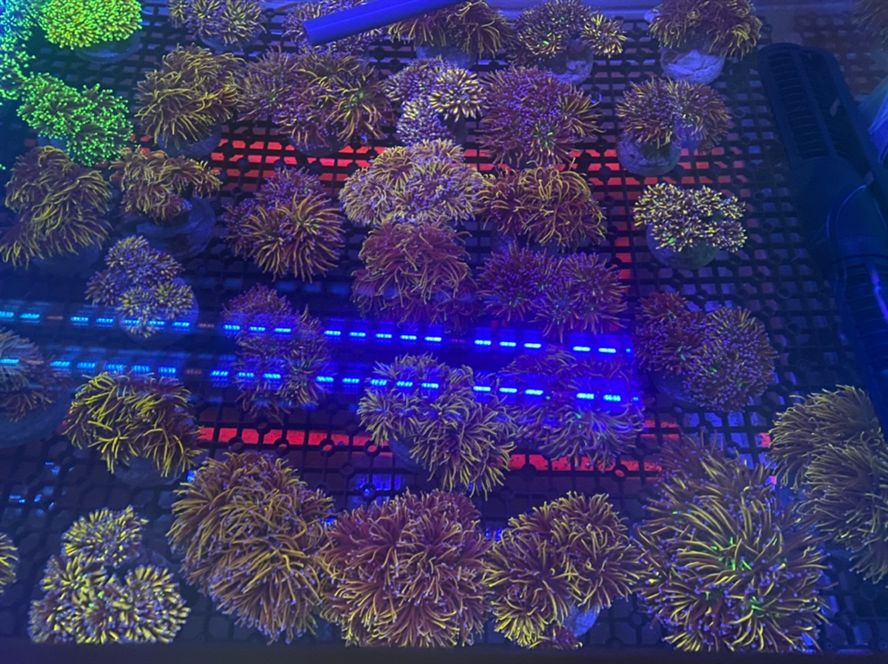 印尼LPS 龍魚論壇 第5張 印尼LPS 印尼LPS 龍魚論壇 第5張