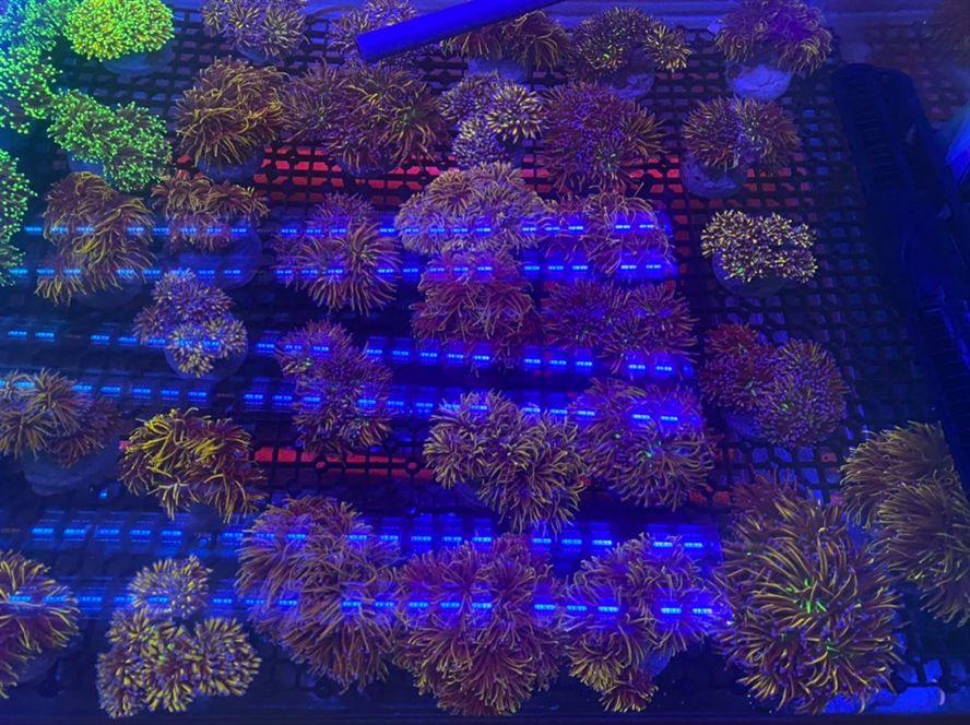 印尼LPS 龍魚論壇 第6張 印尼LPS 印尼LPS 龍魚論壇 第6張