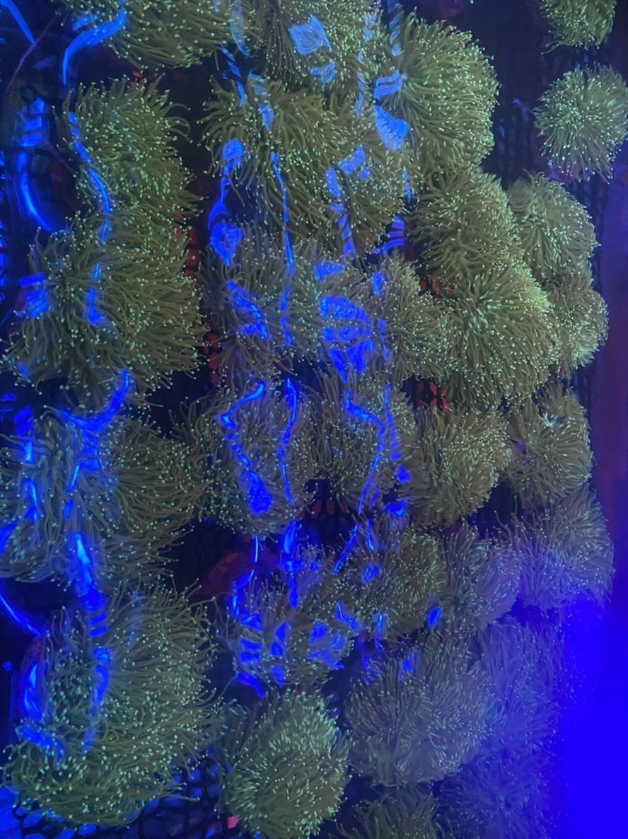 印尼LPS 龍魚論壇 第7張 印尼LPS 印尼LPS 龍魚論壇 第7張
