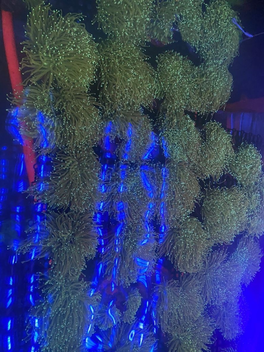 印尼LPS 龍魚論壇 第8張 印尼LPS 印尼LPS 龍魚論壇 第8張