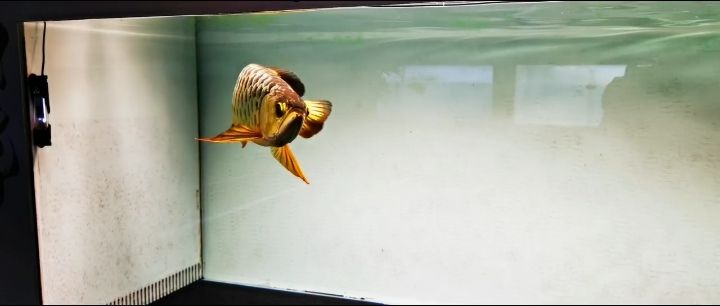 龍魚干蝦有營養(yǎng)嗎 觀賞價(jià)值不等于市場價(jià)值 龍魚論壇 觀賞價(jià)值不等于市場價(jià)值 觀賞價(jià)值不等于市場價(jià)值 龍魚論壇