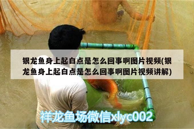銀龍魚身上起白點(diǎn)是怎么回事啊圖片視頻(銀龍魚身上起白點(diǎn)是怎么回事啊圖片視頻講解)