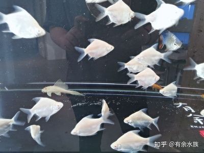 魟魚最低溫度能活多久啊視頻教學:魟魚最低溫度能活多久 魟魚百科 第1張 魟魚最低溫度能活多久啊視頻教學:魟魚最低溫度能活多久 魟魚最低溫度能活多久啊視頻教學:魟魚最低溫度能活多久 魟魚百科 第1張