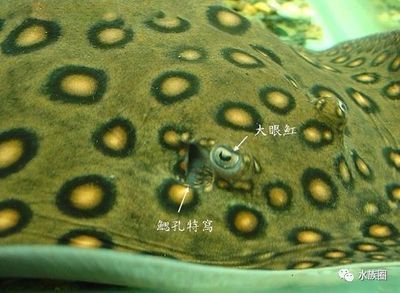 魟魚最低溫度能活多久啊視頻教學:魟魚最低溫度能活多久 魟魚百科 第2張 魟魚最低溫度能活多久啊視頻教學:魟魚最低溫度能活多久 魟魚最低溫度能活多久啊視頻教學:魟魚最低溫度能活多久 魟魚百科 第2張