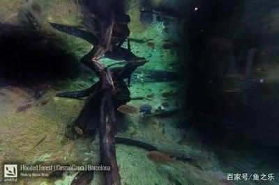 魟魚最低溫度能活多久啊視頻教學：魟魚最低溫度能活多久 魟魚最低溫度能活多久啊視頻教學：魟魚最低溫度能活多久 魟魚百科 第3張