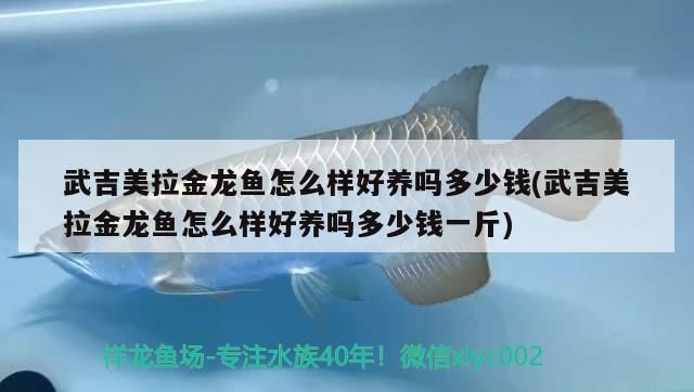 武吉美拉金龍魚怎么樣好養嗎多少錢(武吉美拉金龍魚怎么樣好養嗎多少錢一斤)