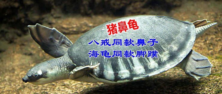 豬鼻龜最適宜溫度 豬鼻龜最適宜溫度 豬鼻龜百科 第5張
