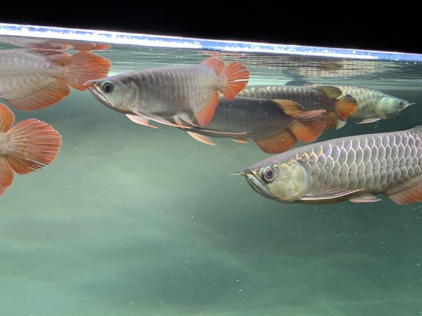 混養(yǎng)之樂(lè)趣龍魚圈