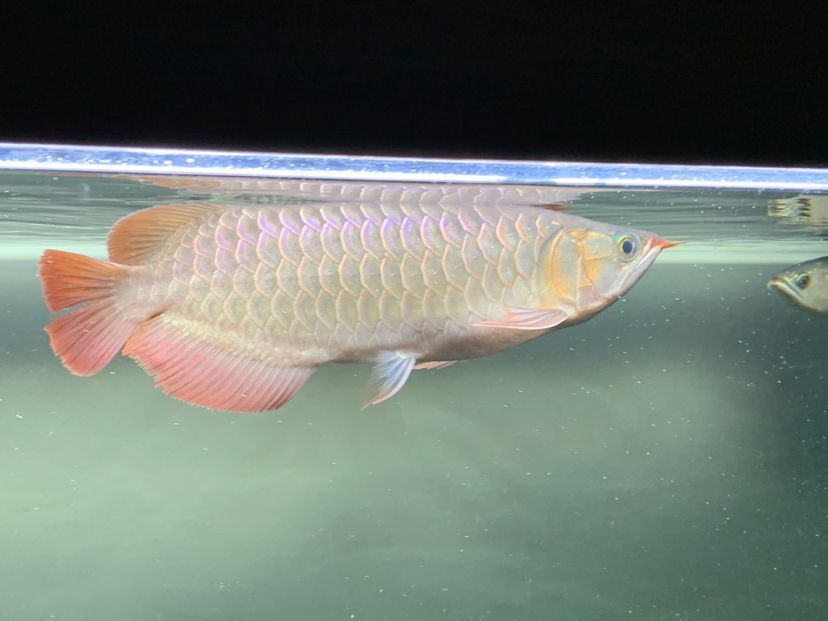 混養之樂趣龍魚圈