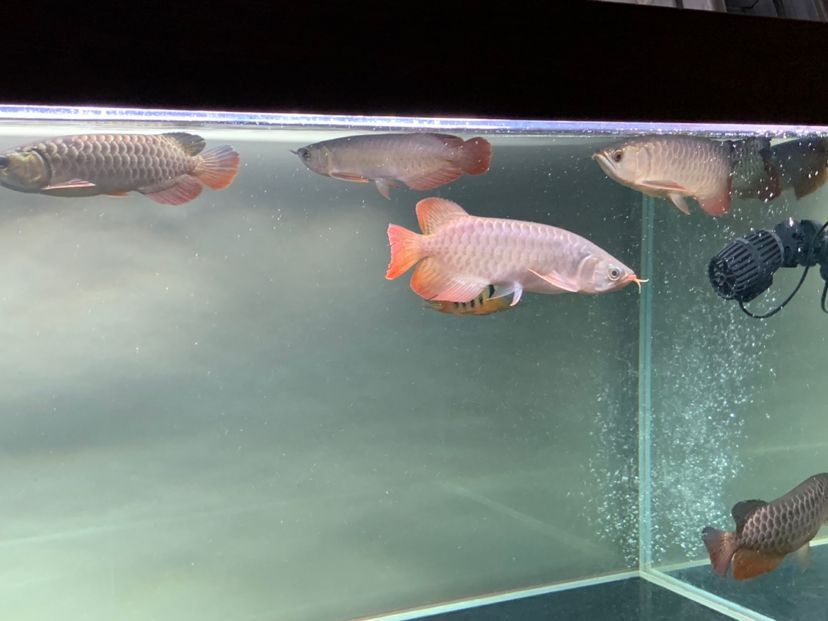 混養之樂趣龍魚圈