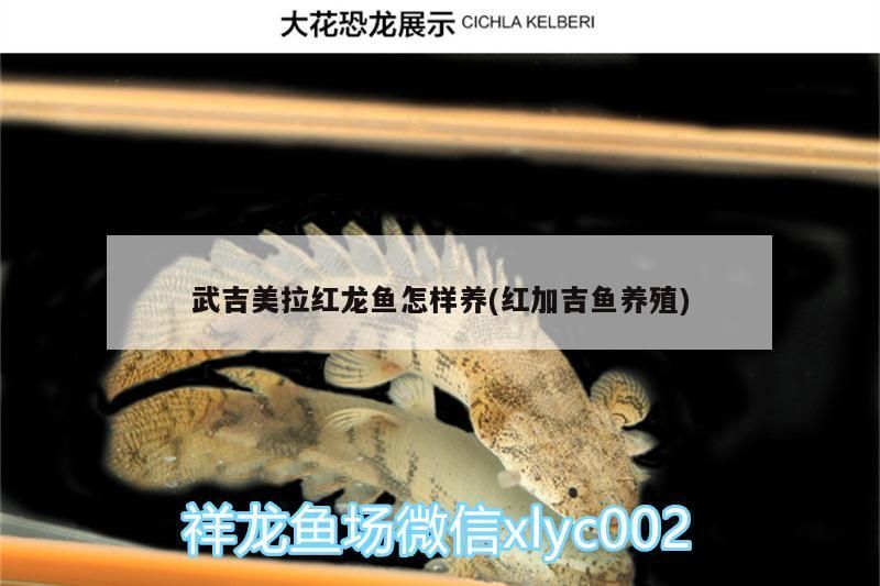 福龍 武吉美拉紅龍魚怎樣養(yǎng)(紅加吉魚養(yǎng)殖) 武吉美拉金龍魚 武吉美拉紅龍魚怎樣養(yǎng)(紅加吉魚養(yǎng)殖) 武吉美拉紅龍魚怎樣養(yǎng)(紅加吉魚養(yǎng)殖) 武吉美拉金龍魚
