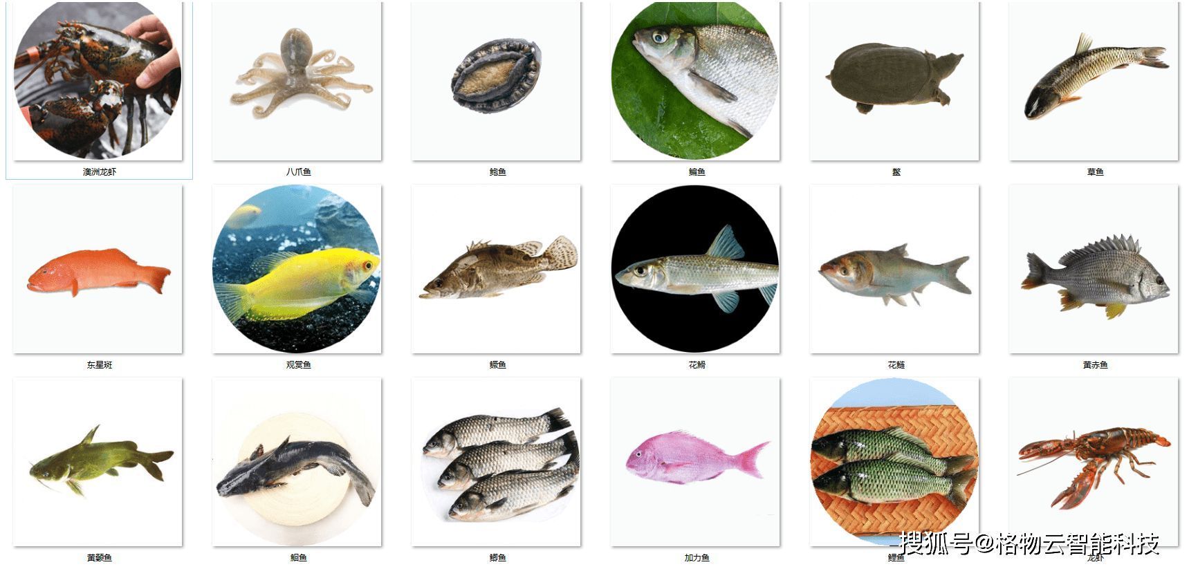 澳洲淡水觀賞魚種類有哪些名稱（澳洲主要的淡水觀賞魚種類）