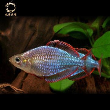 澳洲淡水觀賞魚種類有哪些名稱（澳洲主要的淡水觀賞魚種類）