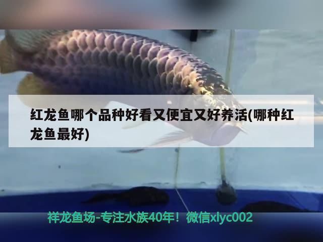 龍魚虎魚元寶鳳混養可以嗎（虎魚可以跟元寶鳳凰一起養嗎）