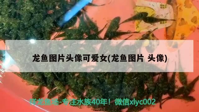 龍魚虎魚元寶鳳混養可以嗎（虎魚可以跟元寶鳳凰一起養嗎）