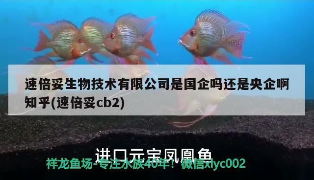 速倍妥生物技術有限公司是國企嗎還是央企啊知乎(速倍妥cb2) 速倍妥生物技術有限公司是國企嗎還是央企啊知乎(速倍妥cb2) 速倍妥
