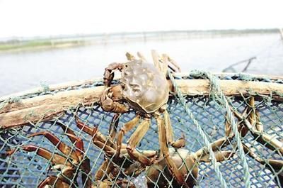 海水螃蟹在淡水里能活嗎（海水螃蟹在淡水中的存活能力受到多種因素的影響） 海水螃蟹在淡水里能活嗎（海水螃蟹在淡水中的存活能力受到多種因素的影響） 一方水族 第4張