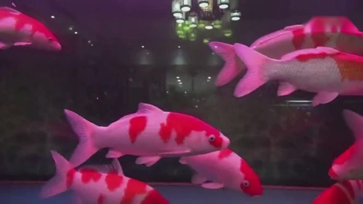 水族館魚類介紹大全視頻播放：水族館魚類介紹大全