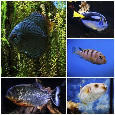 水族館魚類介紹大全視頻播放：水族館魚類介紹大全