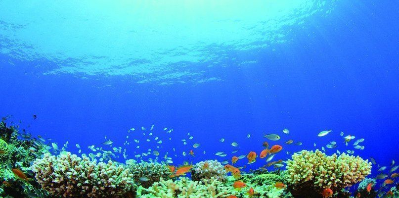 水族館行業(yè)會(huì)有發(fā)展?jié)摿釣槭裁矗核屦^行業(yè)發(fā)展前景