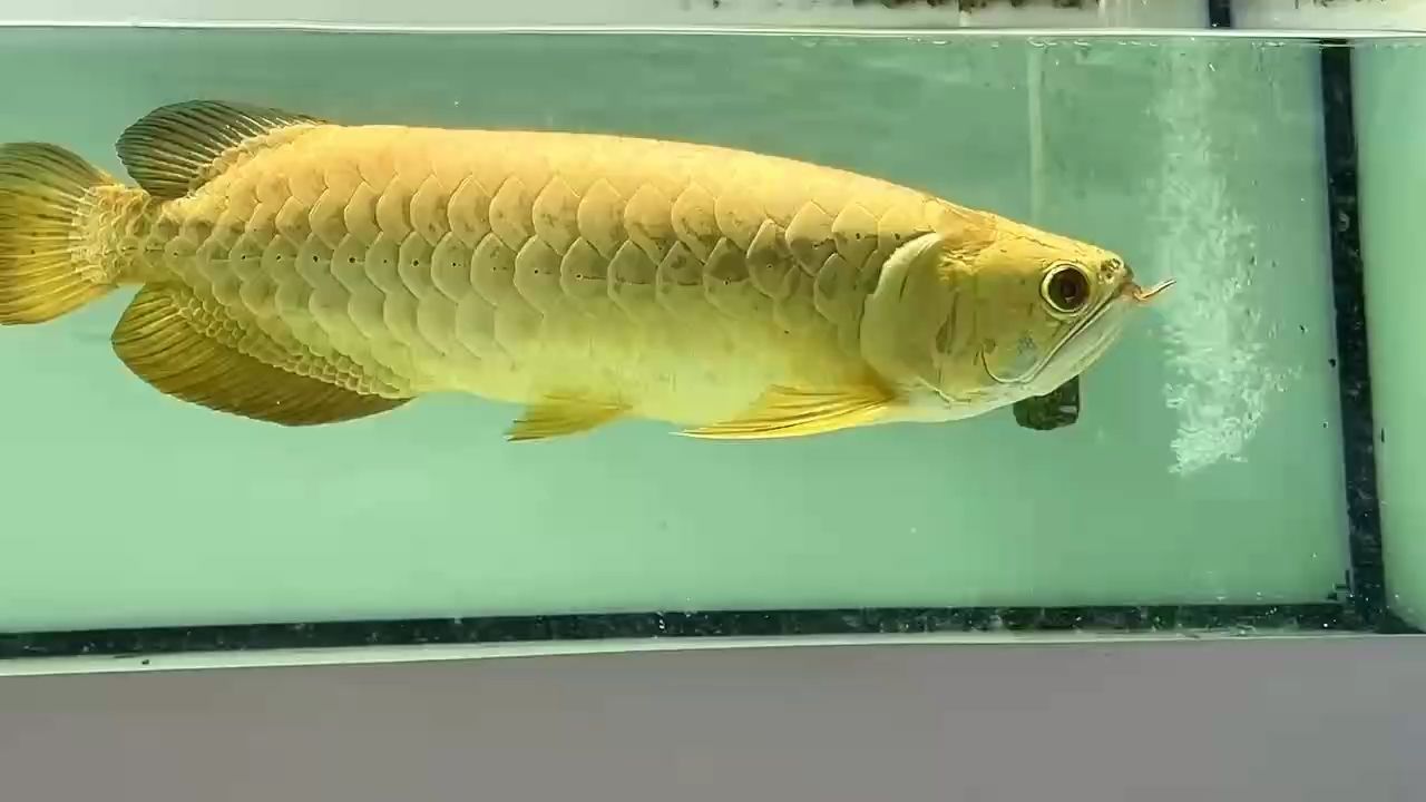 點個關(guān)注：分享新加坡炮彈頭金條