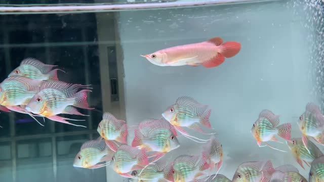 龍魚配魚用什么最好（祥龍進口元寶鳳凰魚）：龍魚配魚用什么最好
