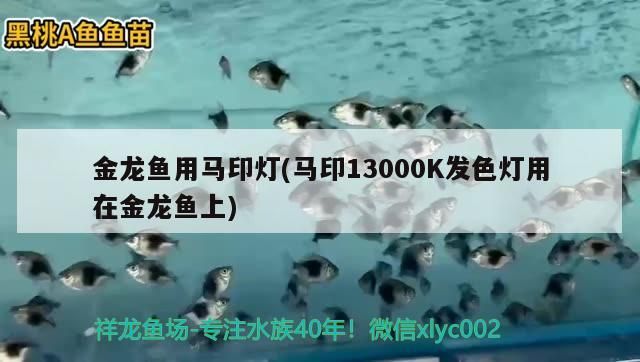 金龍魚用馬印燈(馬印13000K發(fā)色燈用在金龍魚上)