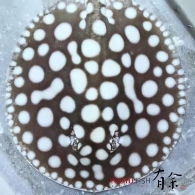 魟魚有點脫皮裙邊翹起來：魟魚出現脫皮并且裙邊翹起的癥狀是由多種因素引起的