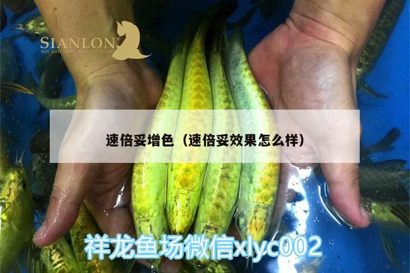 速倍妥增色（速倍妥效果怎么樣）