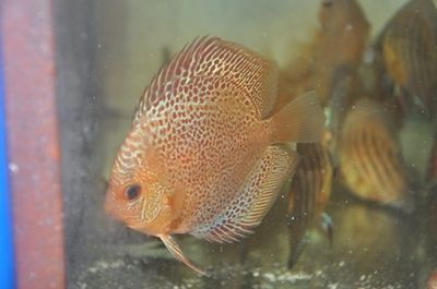 廣州本地觀賞魚品種有哪些（廣州作為中國的觀賞魚重要市場擁有豐富的觀賞魚品種）