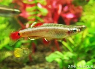 廣州本地觀賞魚品種有哪些（廣州作為中國的觀賞魚重要市場擁有豐富的觀賞魚品種）