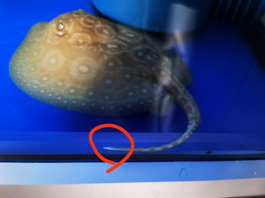 魟魚尾巴被咬 魟魚尾巴被咬 龍魚論壇 第1張