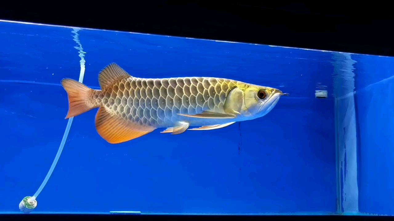 古典過背