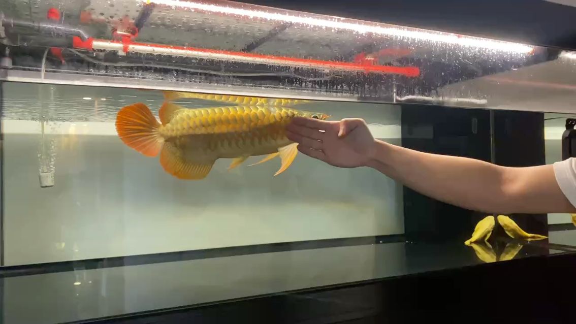 狀態太好容易掉鱗