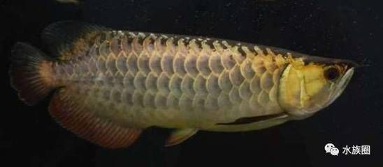龍魚 論壇vs祥龍魚場：祥龍魚場與龍魚論壇的區別