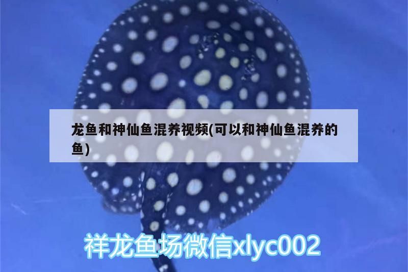 龍魚(yú)和神仙魚(yú)混養(yǎng)視頻(可以和神仙魚(yú)混養(yǎng)的魚(yú))