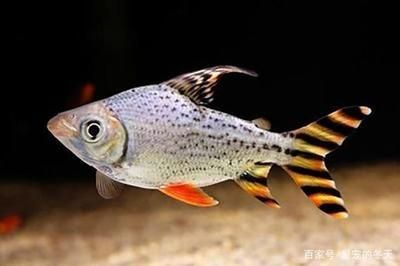 魟魚尾巴刺變白了：魟魚尾刺變白是怎么回事