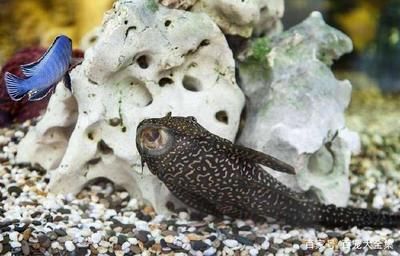 玉石金龍魚價格查詢表及圖片大全：探秘玉石金龍魚，價格查詢與鑒賞全攻略