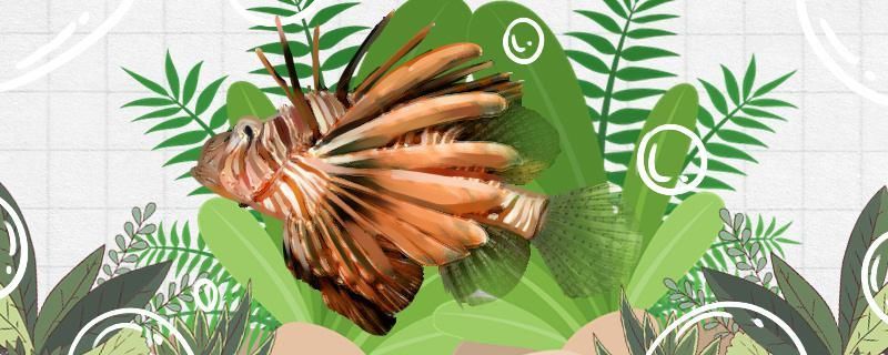 灰石班獅子魚好養(yǎng)嗎怎么養(yǎng)